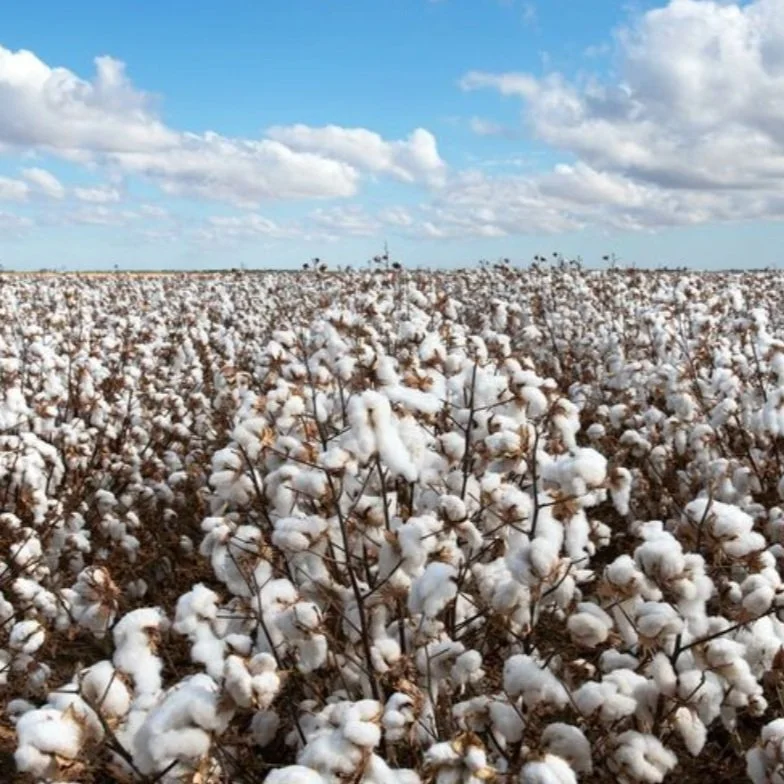 Cotton Export Sales Notch Marketing Year Low