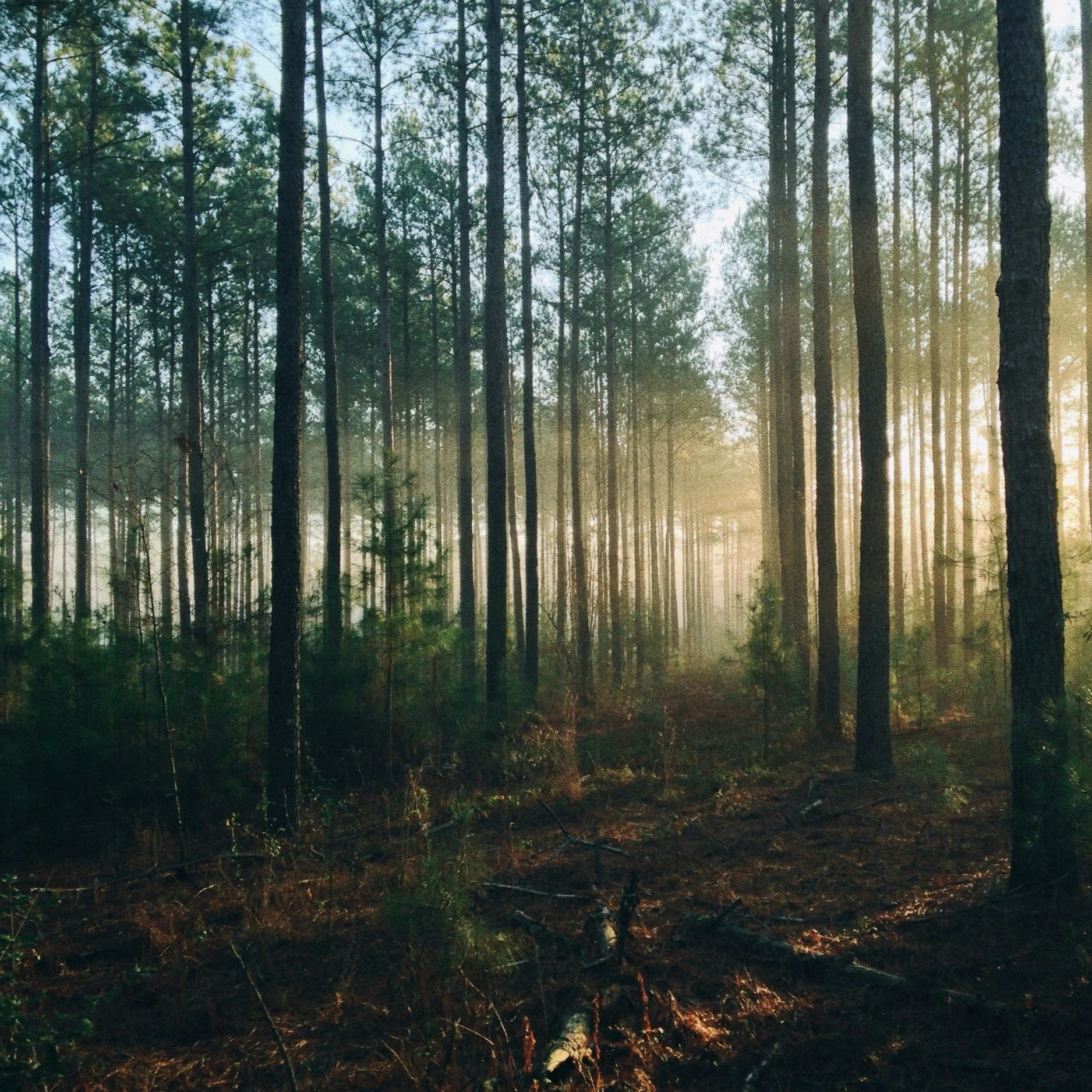 USDA Announces $190M Grant Opportunity To Help Private Forest Landowners