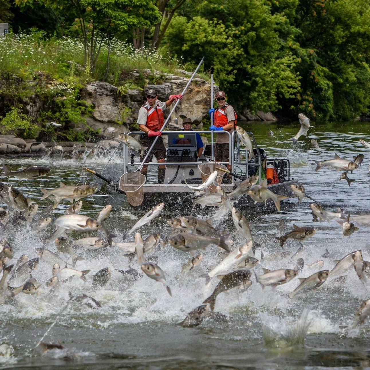 One Idea to Curb the Invasive Asian Carp: Eat Them
