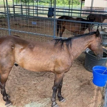Silent Auction To Be Held for Loose Livestock in Caddo Parish