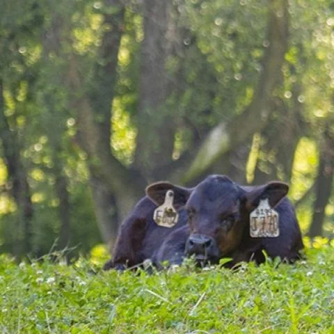 USDA Invests $22 Million in 29 Projects to Expand Conservation for Livestock Producers