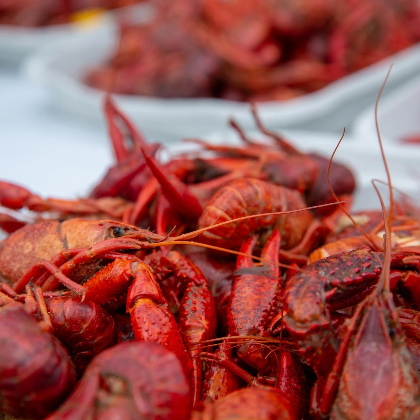 Crayfish Market Size Is Set To Grow by USD 2.26 Billion From 2024-2028, Growing Demand for Aquaculture-Based Fish Varieties To Boost the Market Growth, Technavio