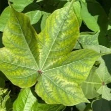 Potassium Deficiency in Cotton Can Lead to Increased Disease 