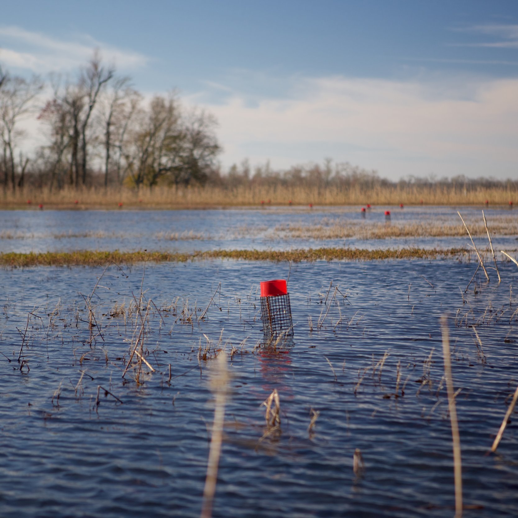 LSU AgCenter Crawfish Specialist Gives Outlook For Crawfish Season