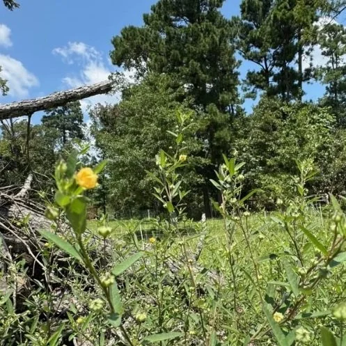 This “Weed” Can Be Used To Make Rope, Paper, Cloth, and Medicine