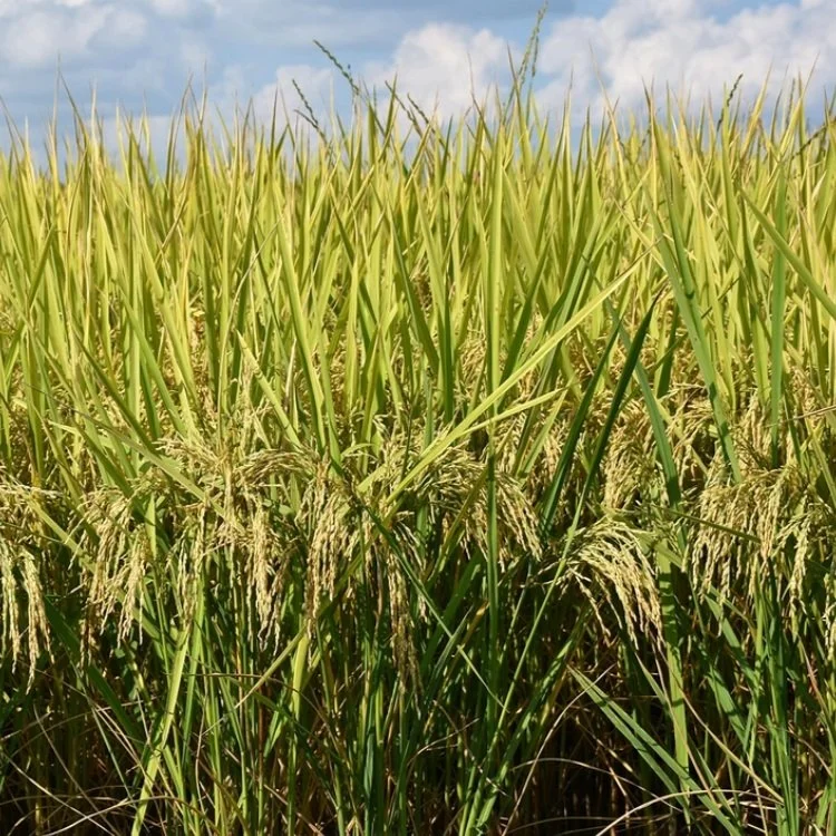 BMPs for Rice To Be Featured at Sept. 26 LSU Field Day in Kaplan