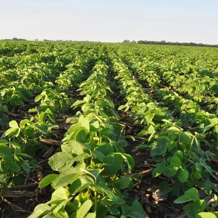 Soybean Maturity Reported in 15 States as Crop Condition Declines
