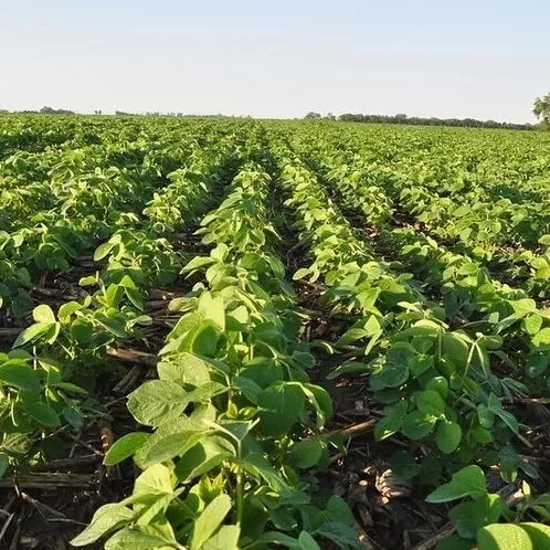 Soybean Maturity Reported in 15 States as Crop Condition Declines