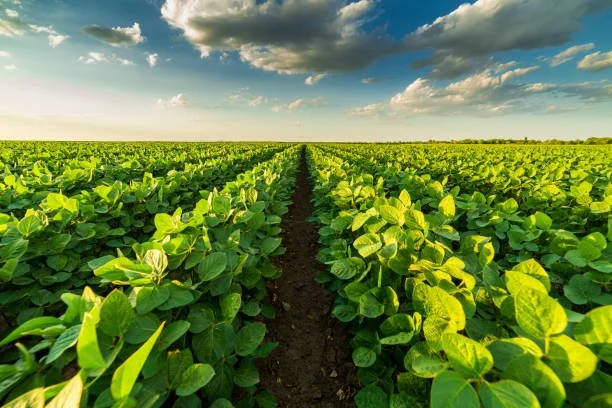 LSU AgCenter Conducts Soybean Variety Trials At Research Stations And Farms