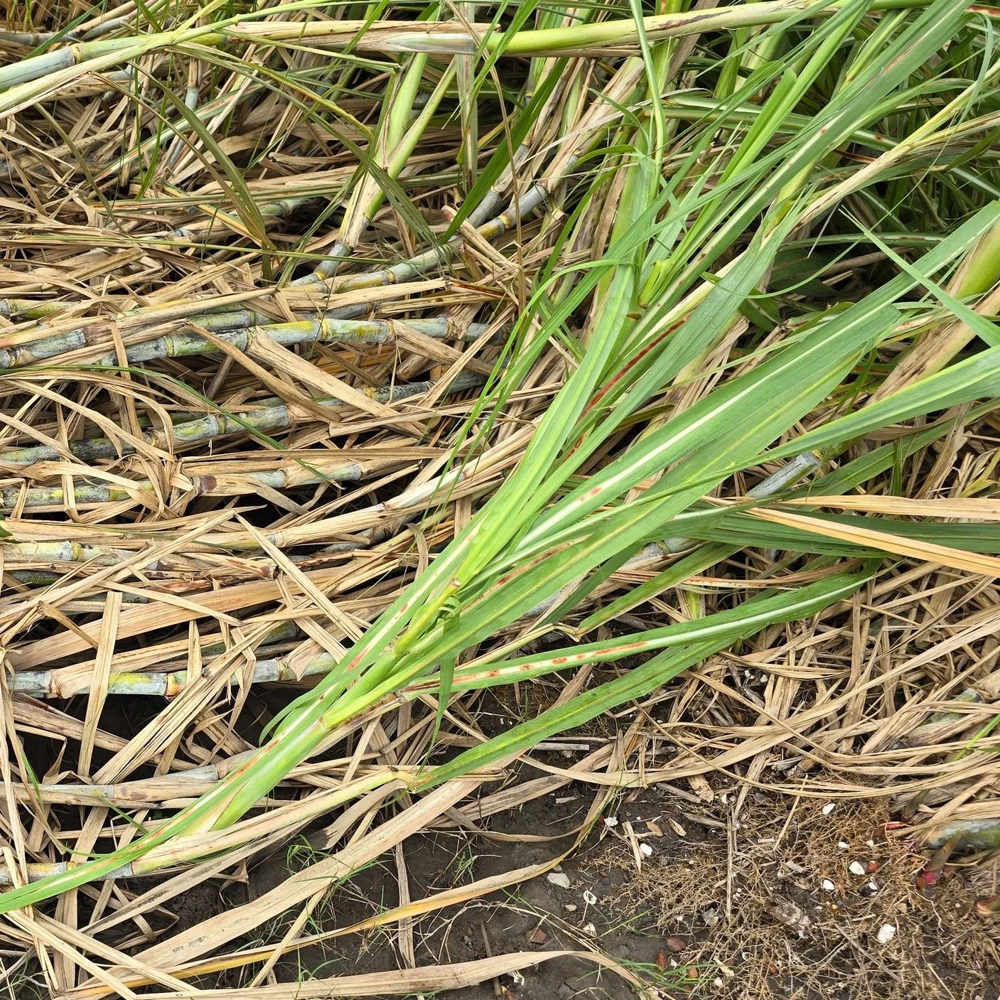 Ranchers, Sugarcane Farmers Recovering from Hurricane Francine