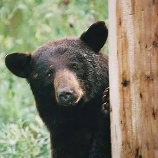 Pointe Coupee Parish is “Overrun” with Black Bear