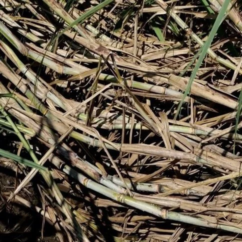 How Did Sugarcane Harvests Look After Hurricane Francine?