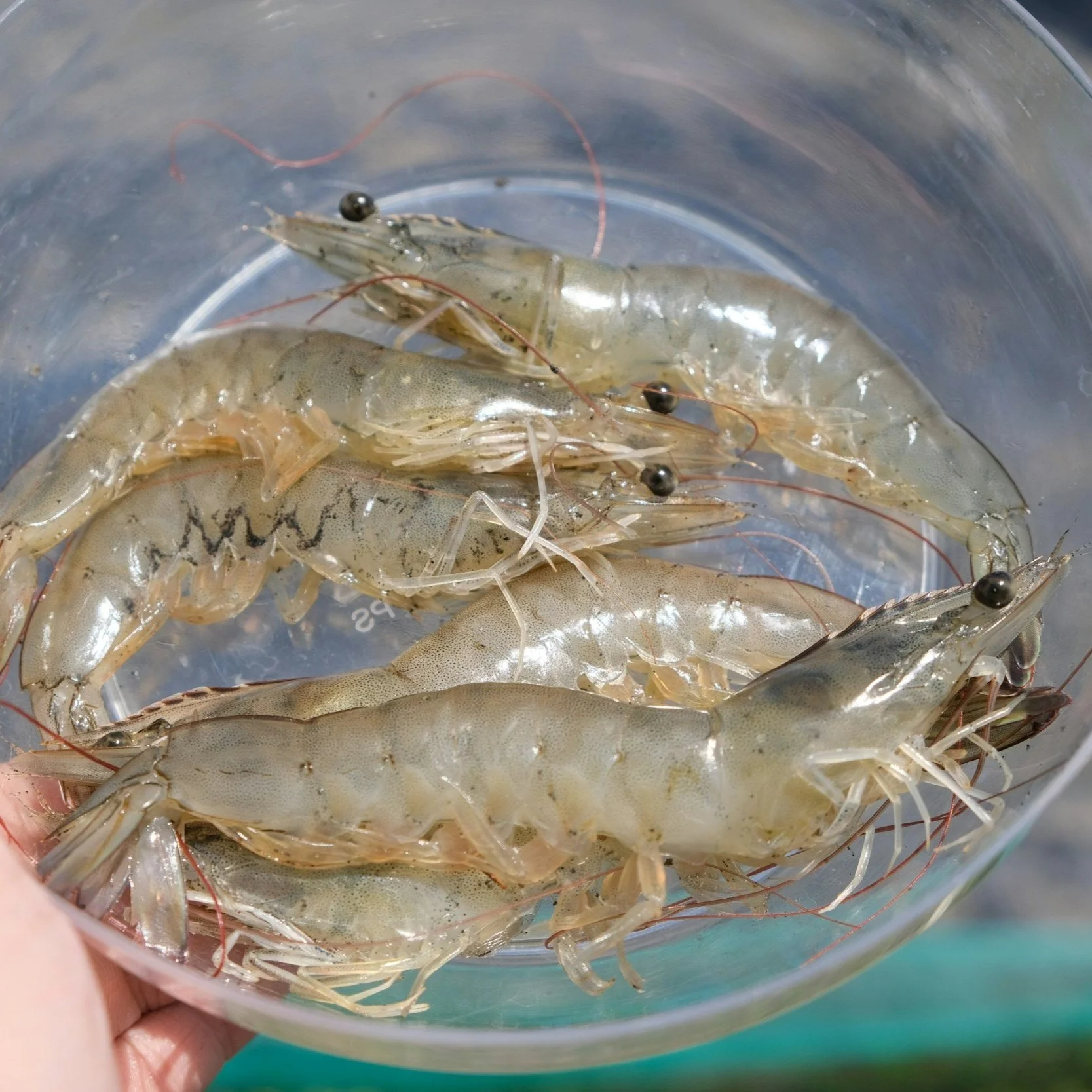 Takeaways From a New Report on How Overseas Shrimp Farmers are Exploited