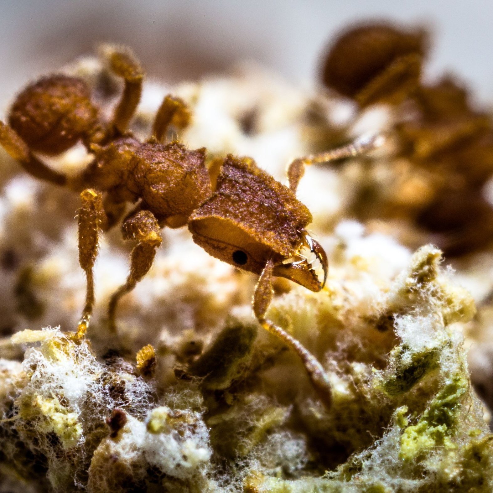 Asteroid That Doomed Dinosaurs Created Ant Agriculture, Say LSU Researchers