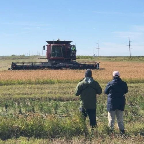 Yellow Rails and Rice Festival: Birders and Farmers Go in Search of Elusive Marsh Bird