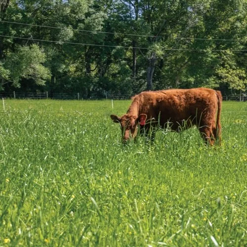 Growing Bahiagrass and Beef in the Bayou State