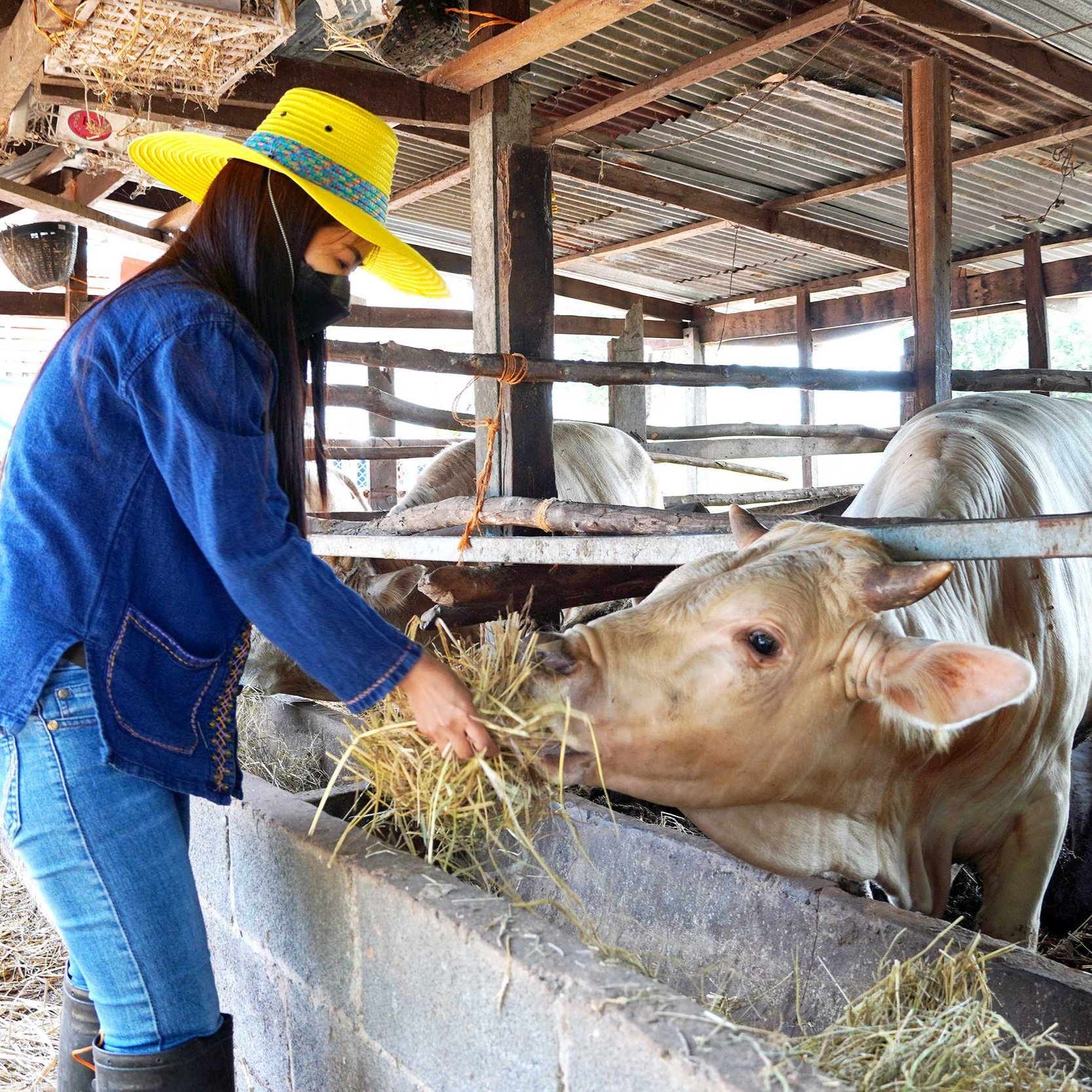 Weathering Extreme Drought In Louisiana With Alternative Roughage For Livestock