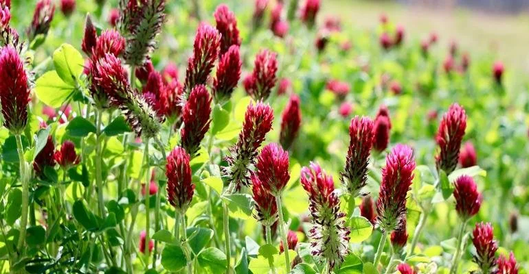 Love ‘Em or Hate ‘Em: Last Chance for Farmers to Share Experiences With Cover Crops in National Cover Crop Survey