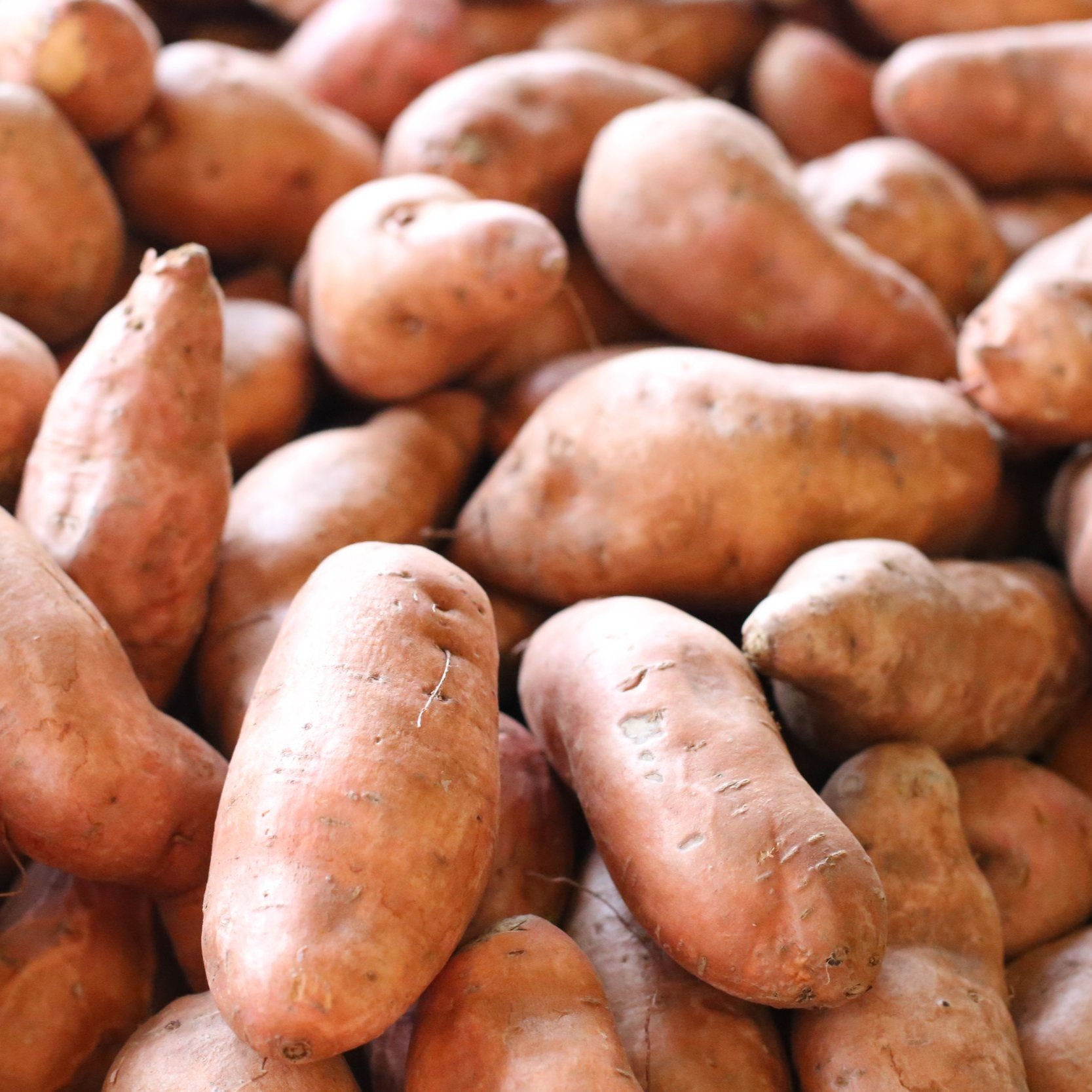 Southern University’s MANRRS Chapter Hosts Annual Sweet Potato Sale
