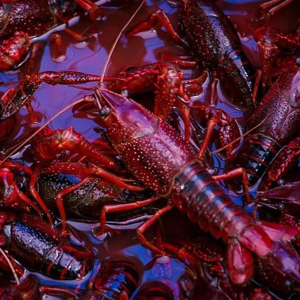 Six States Have Outlawed Louisiana Crawfish--Here's Why