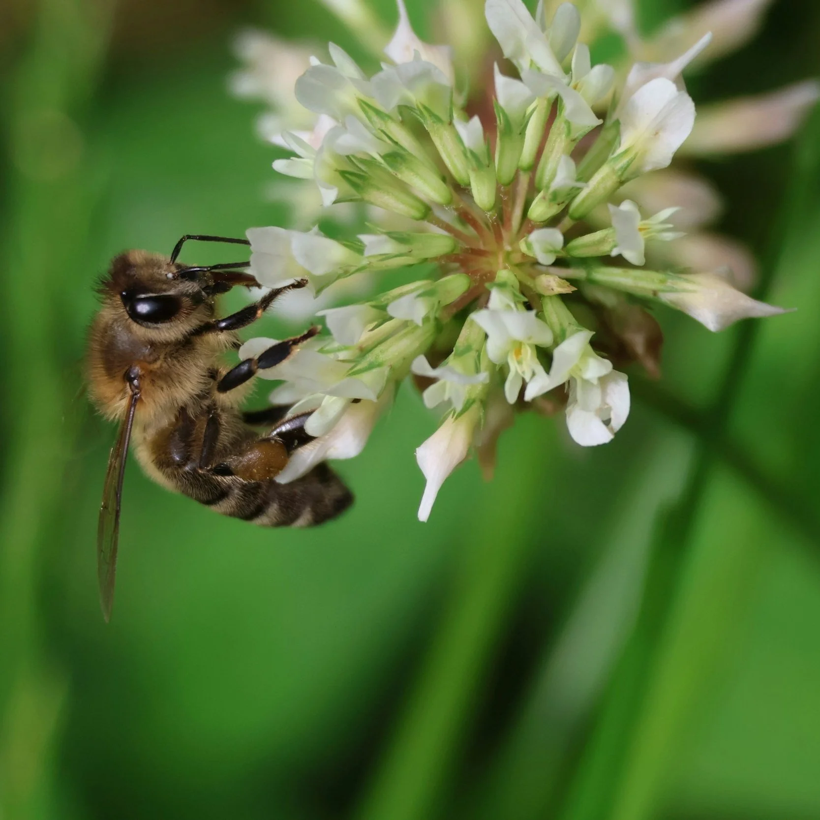 USDA’s Cost of Pollination Survey Mails to Louisiana Crop Producers this Fall
