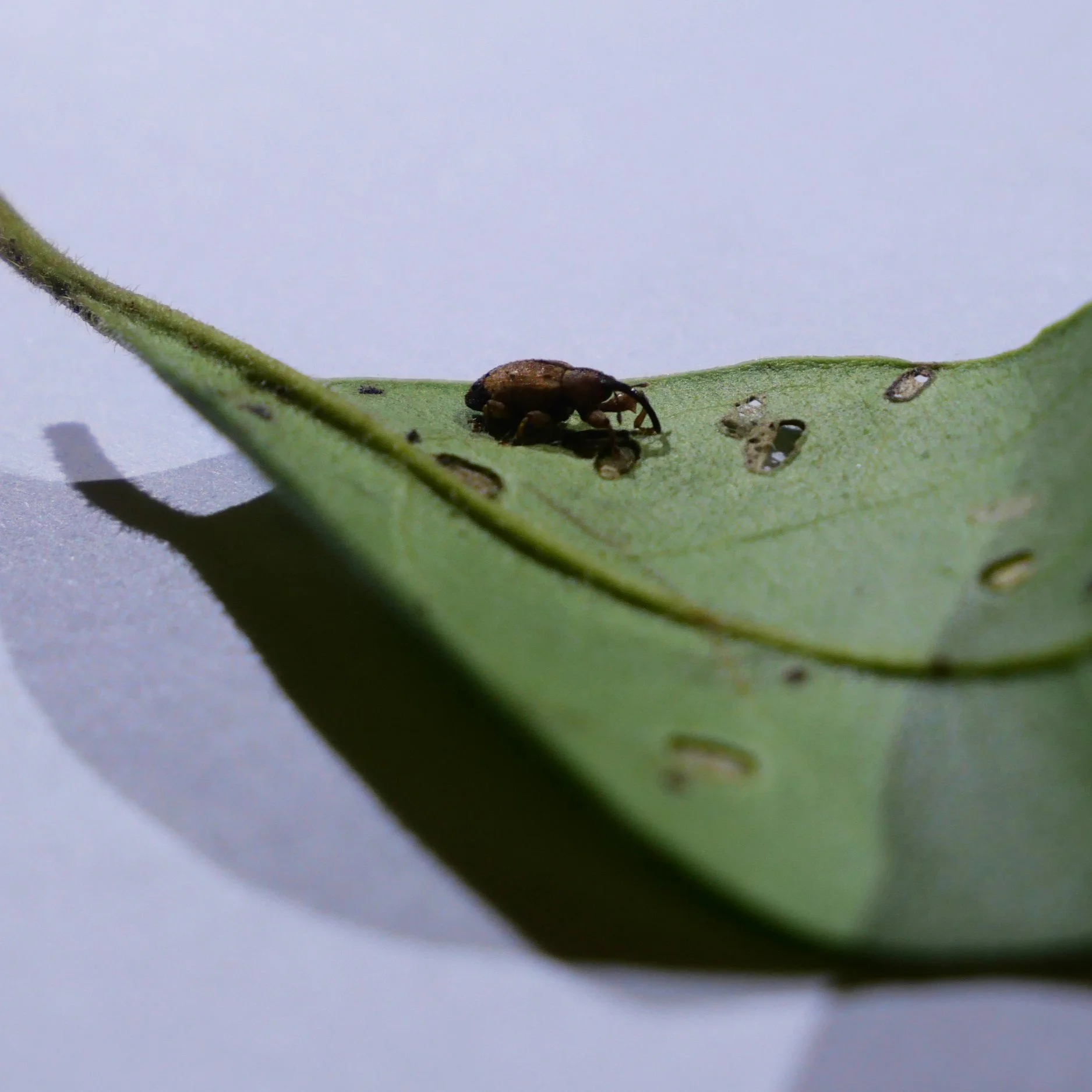 A Tiny Pest May be the Solution to an Invasive Species Across North America