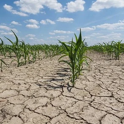 Franklin Parish Farmers Speak Out About Drought Conditions
