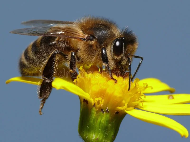 Protecting the Pollinators That Feed the World