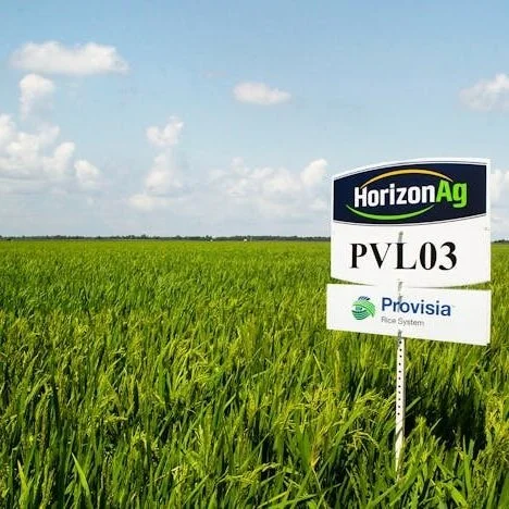 Thanks to Industry Partnership, AgCenter Learns Louisiana’s Most Widely Grown Rice Variety Has Low Glycemic Index