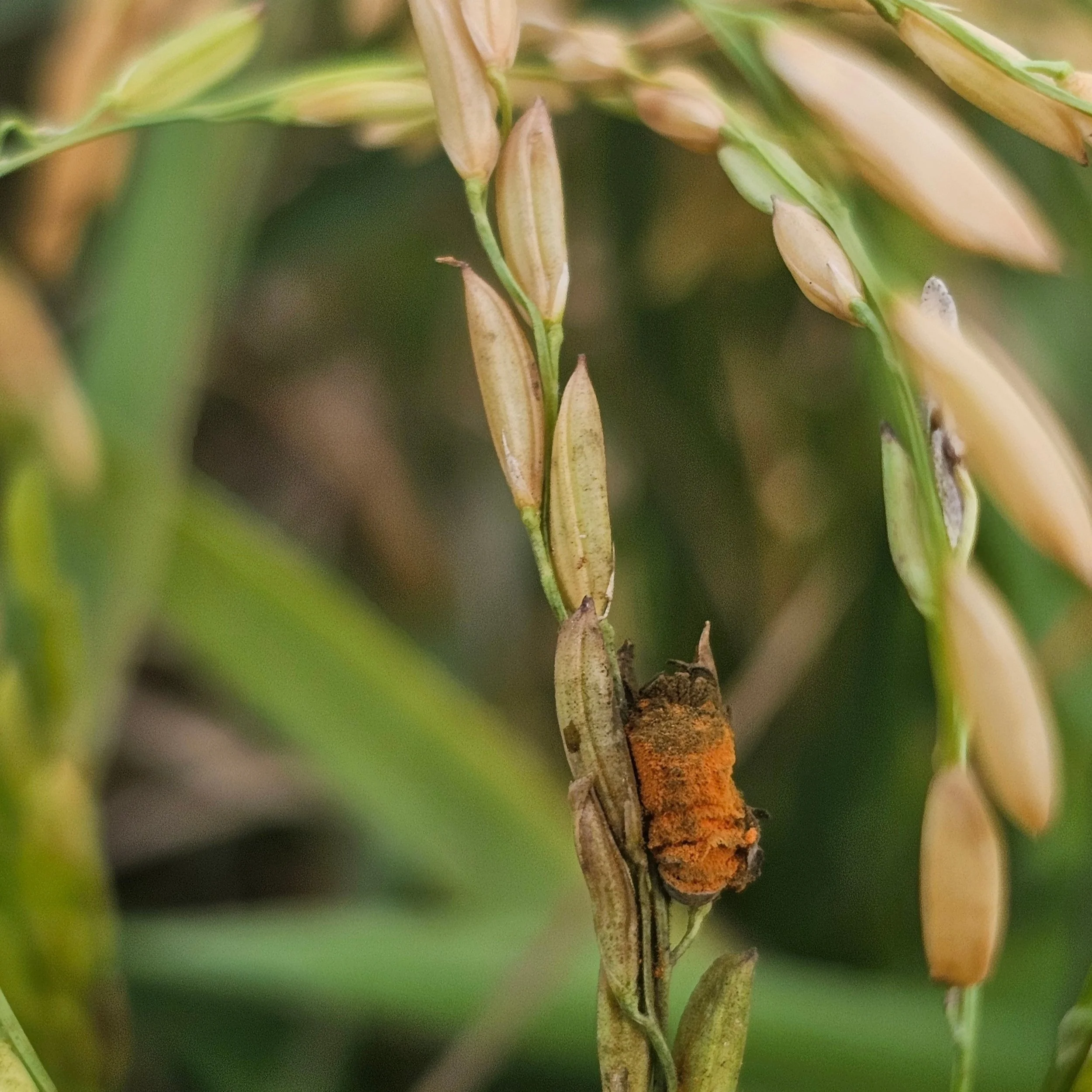 LSU AgCenter Researchers Join International Colleagues To Study Disease Posing Growing Threat To Rice