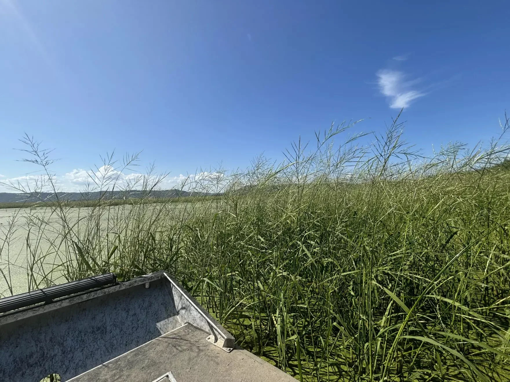 Decades After It Disappeared, Wild Rice Is Booming Again on the Upper Mississippi River