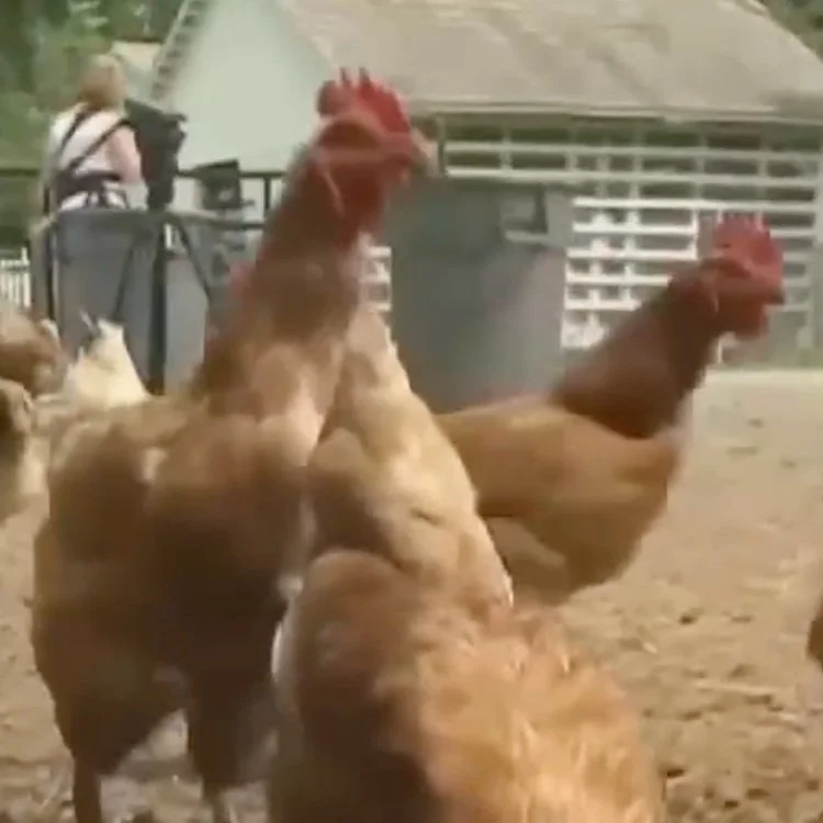 Bird Flu Found in SWLA Backyard Flock After Person Hospitalized