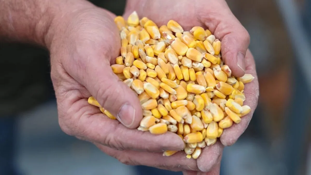 How Corn Could Reshape the Athleisure Market