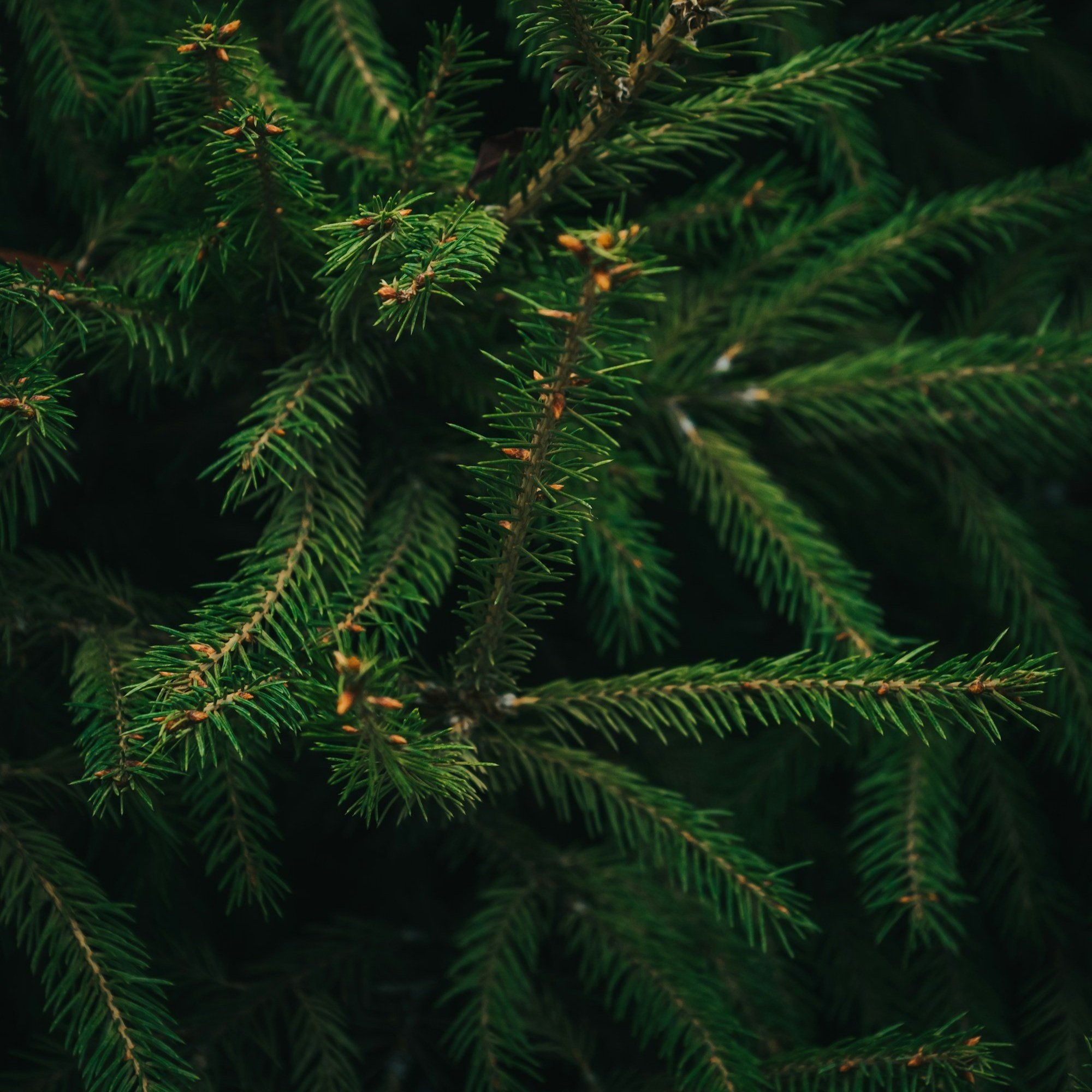 Lafayette Parish Recycles Christmas Trees Into Nutrient-Rich Compost