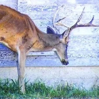 Three More CWD Deer Cases Found in 3 New Parishes, According to LDAF 