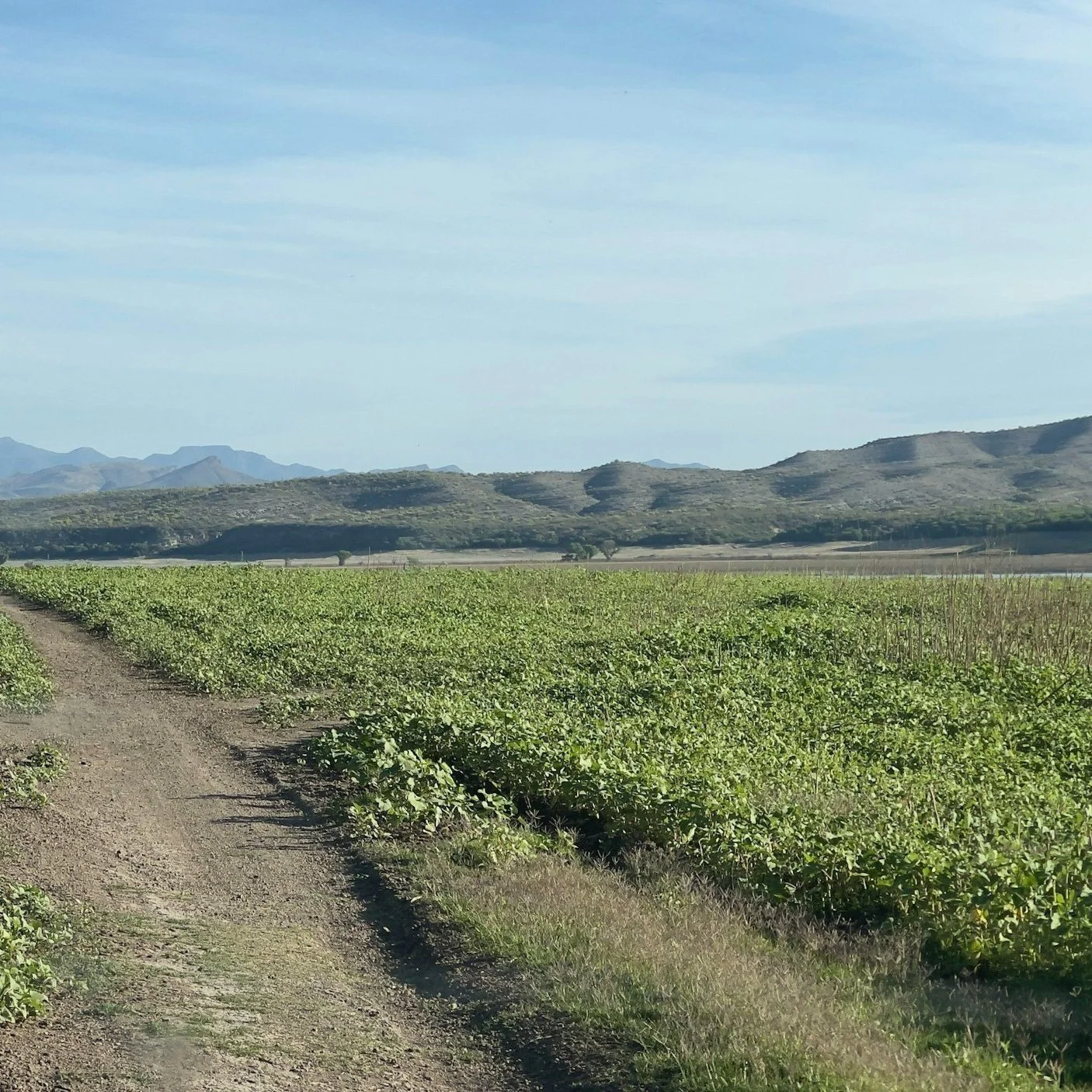 Agricultural Land: To Own or To Rent?