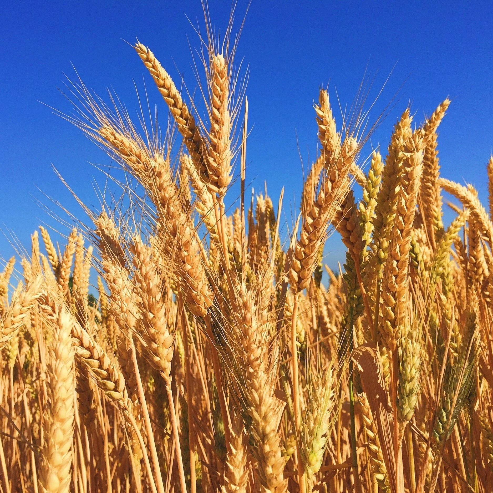 Wheat Variety Performance and Production Practices in Louisiana