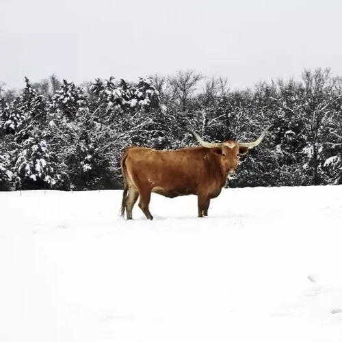 Extreme Cold, Unprecedented Snowfall Could Impact Specialty Crops, Livestock