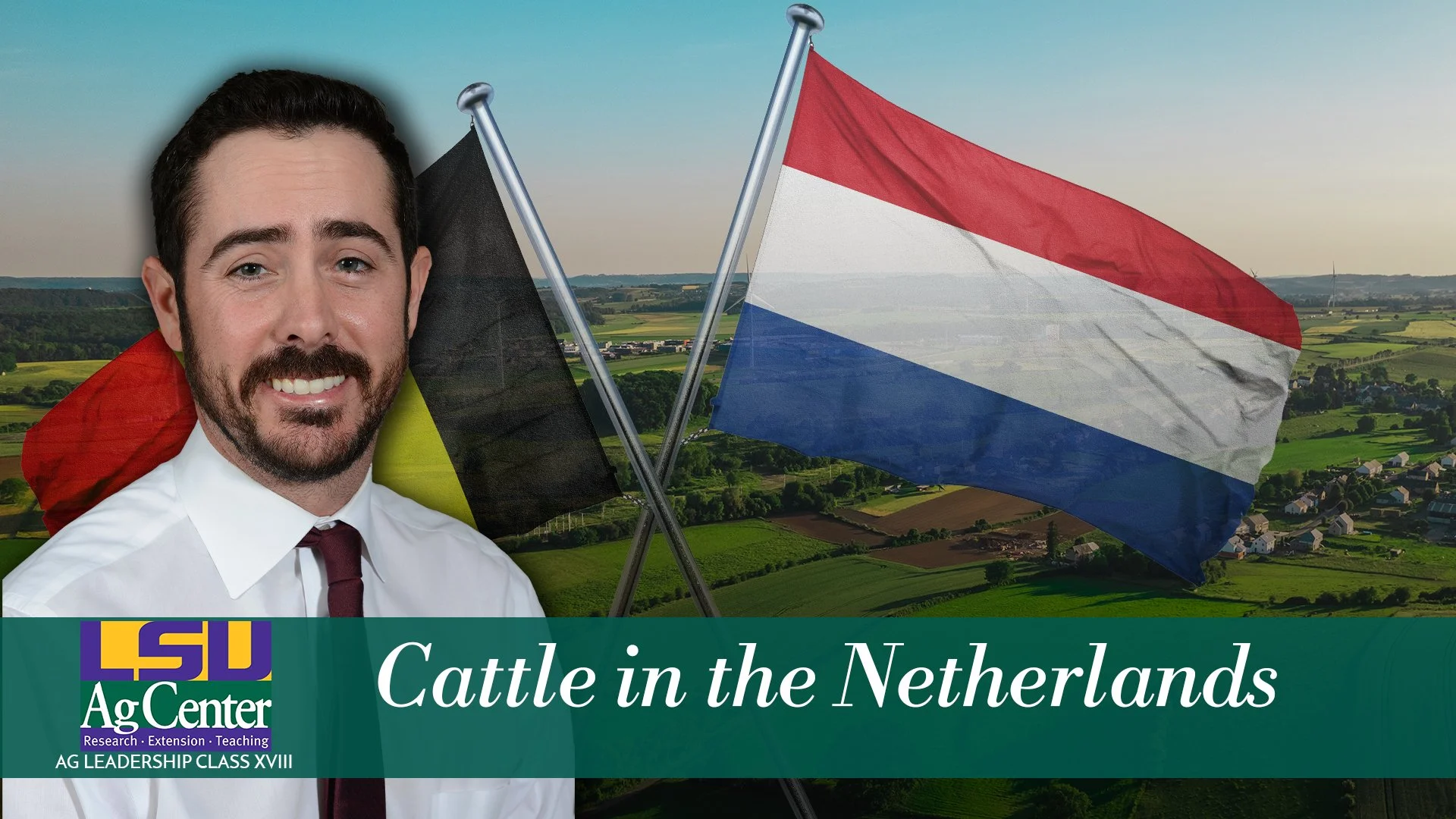 Cattle in the Netherlands