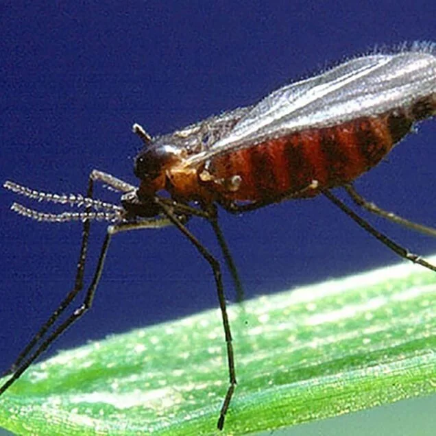 Hessian Fly Control in Winter Wheat