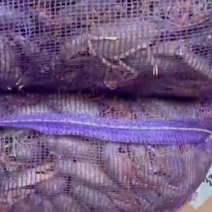 How Winter Freeze Impacted CENLA Crawfish Season