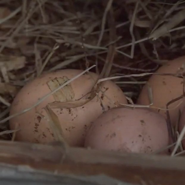 Louisiana Farmers Work To Fill Gap As Egg Prices Go Up Across The US