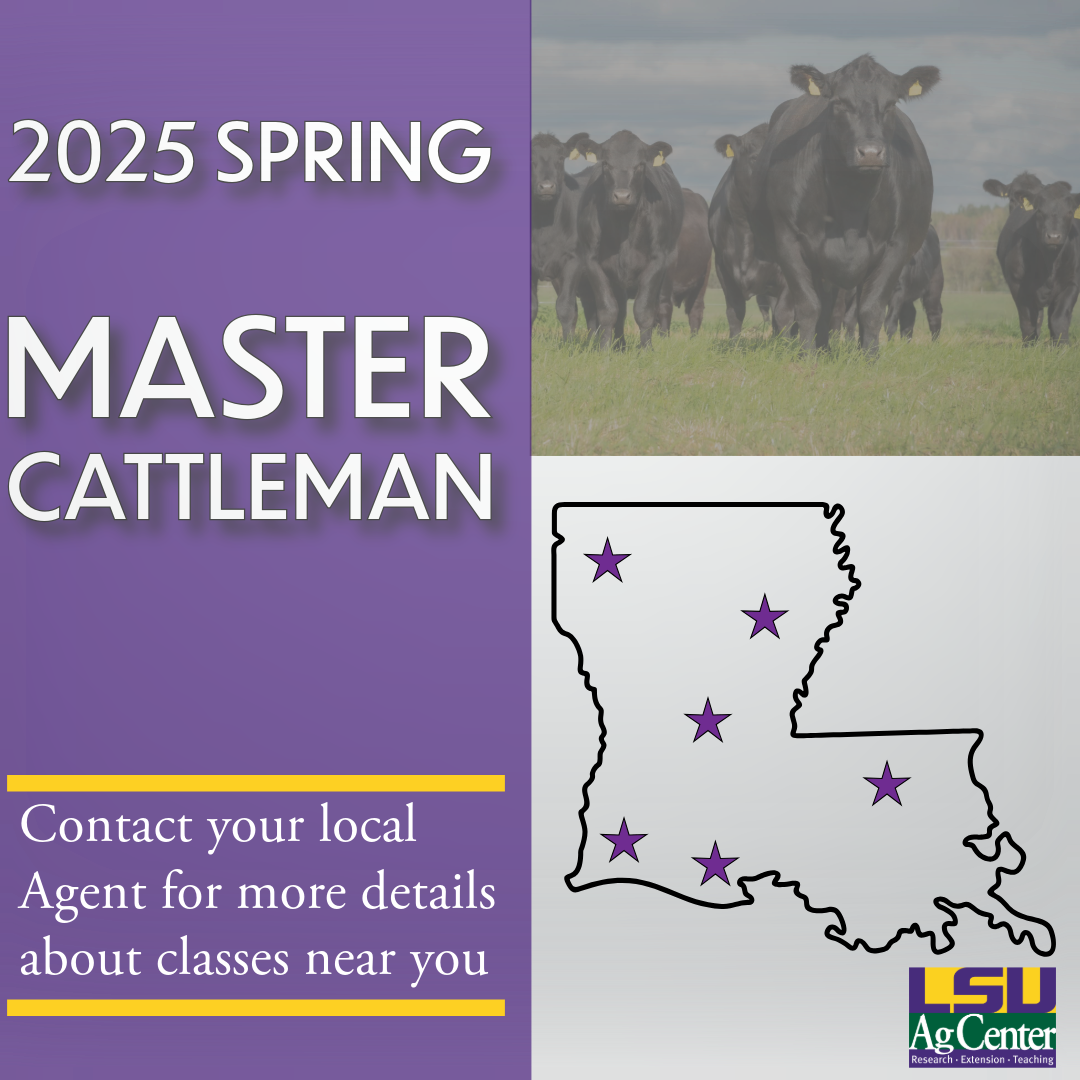 LSU AgCenter Hosting Six Master Cattleman Programs
