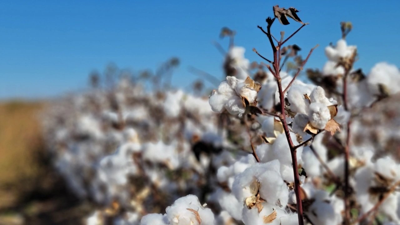 URBN Joins the U.S. Cotton Trust Protocol to Advance Responsible Sourcing Goals