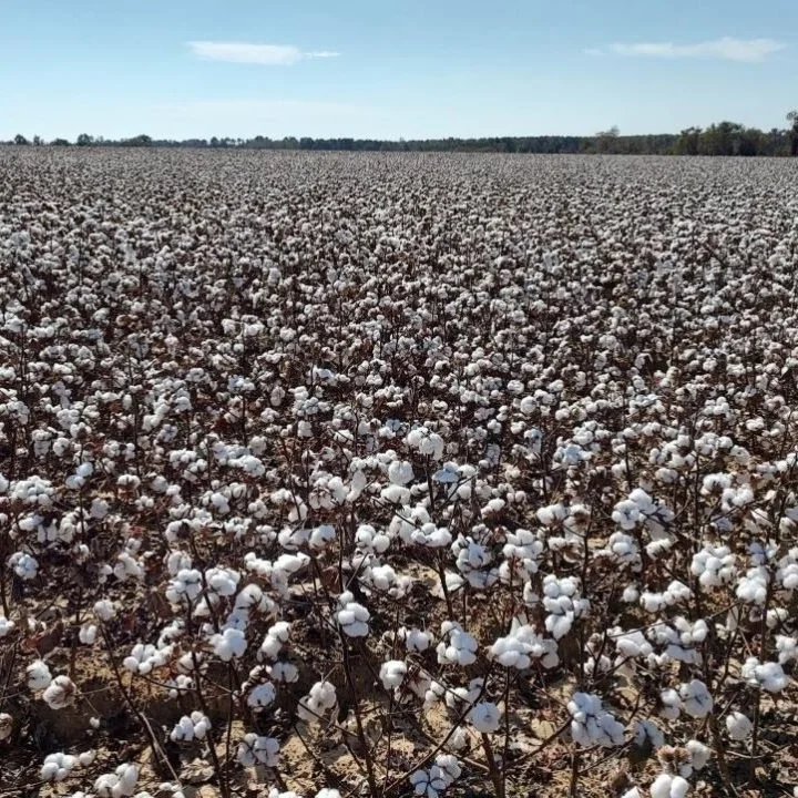 Demand Still Not Painting A Pretty Picture For Cotton