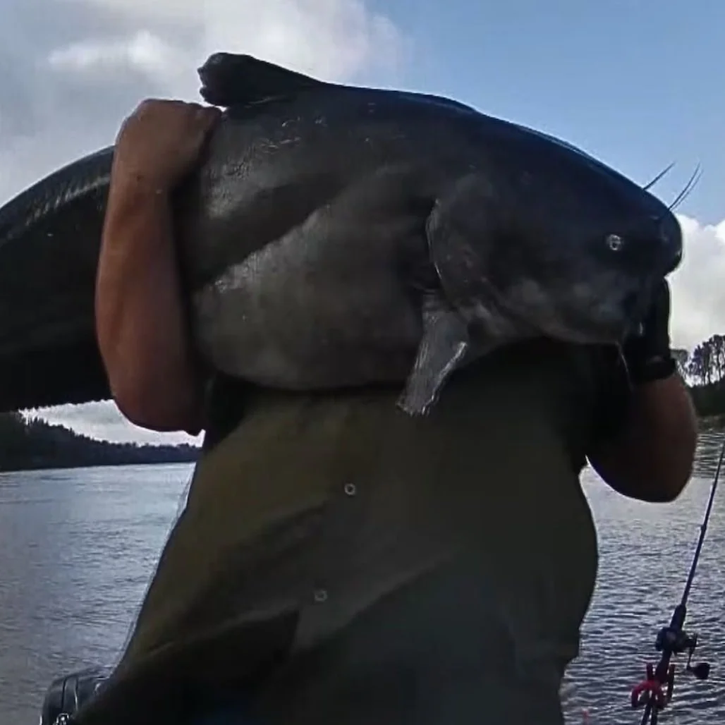 Brothers from Moreauville catch 100+ pound catfish