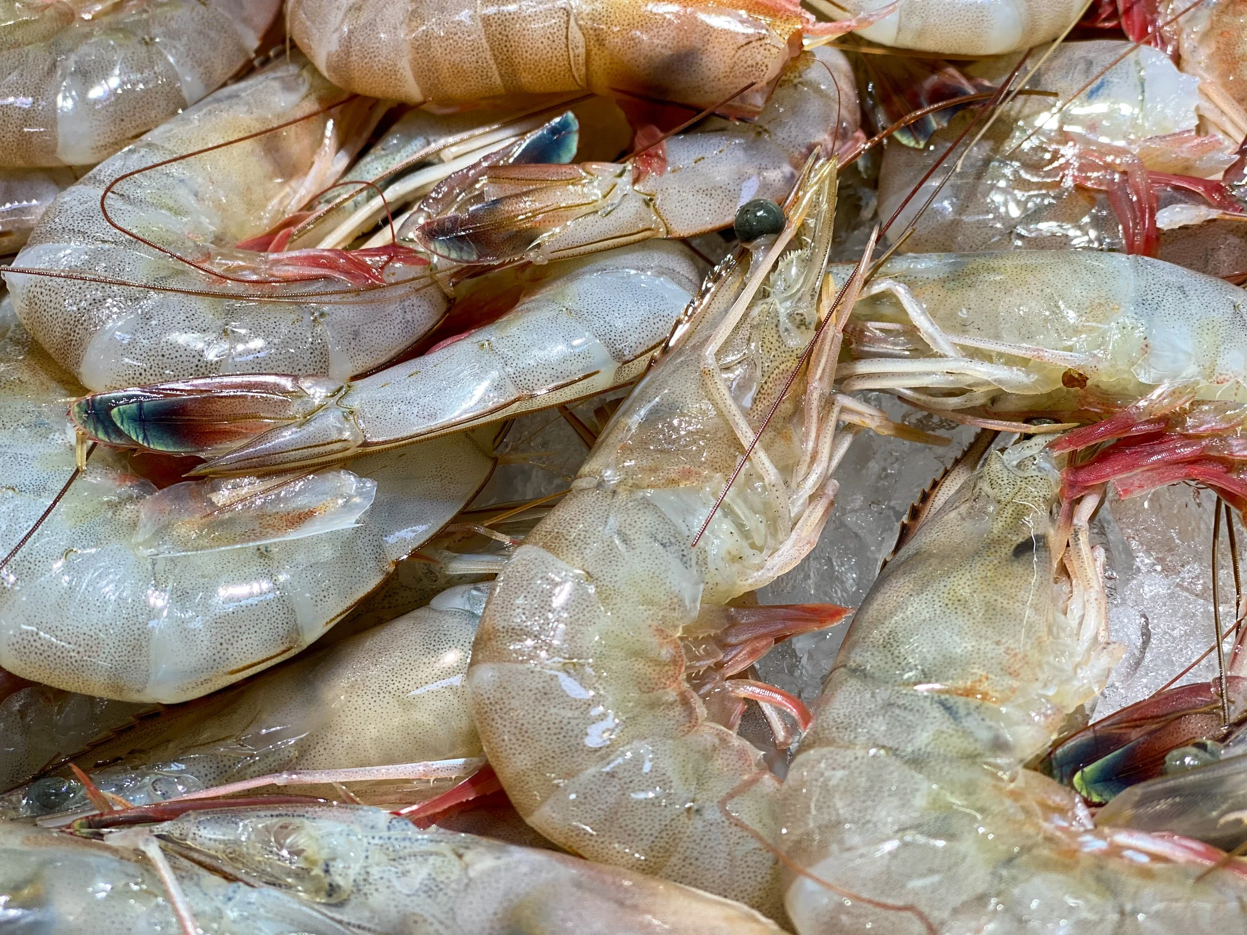 Bill Would Require US Government to Only Purchase Domestic Seafood for School Lunches