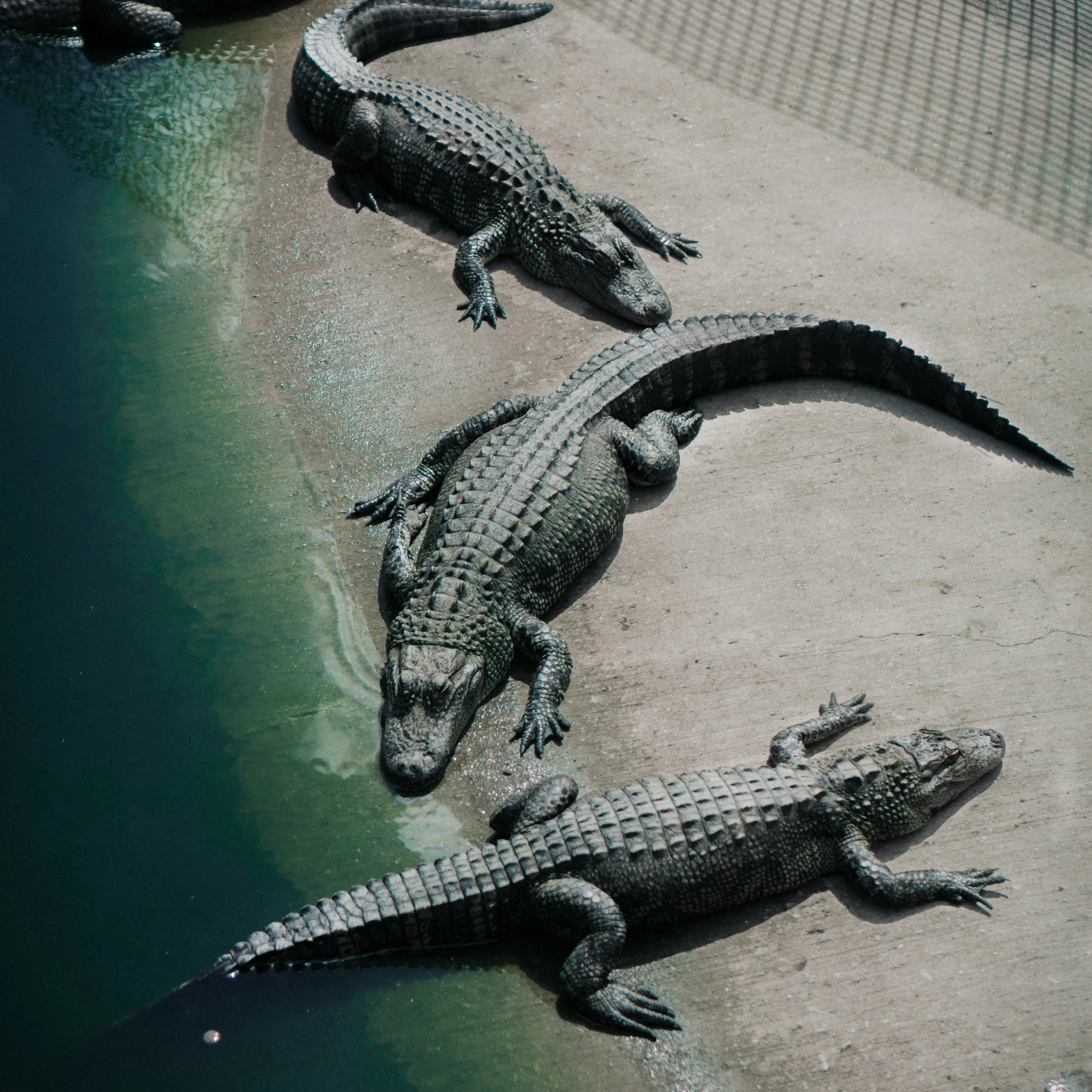 Public Comment Open on Alligator Season