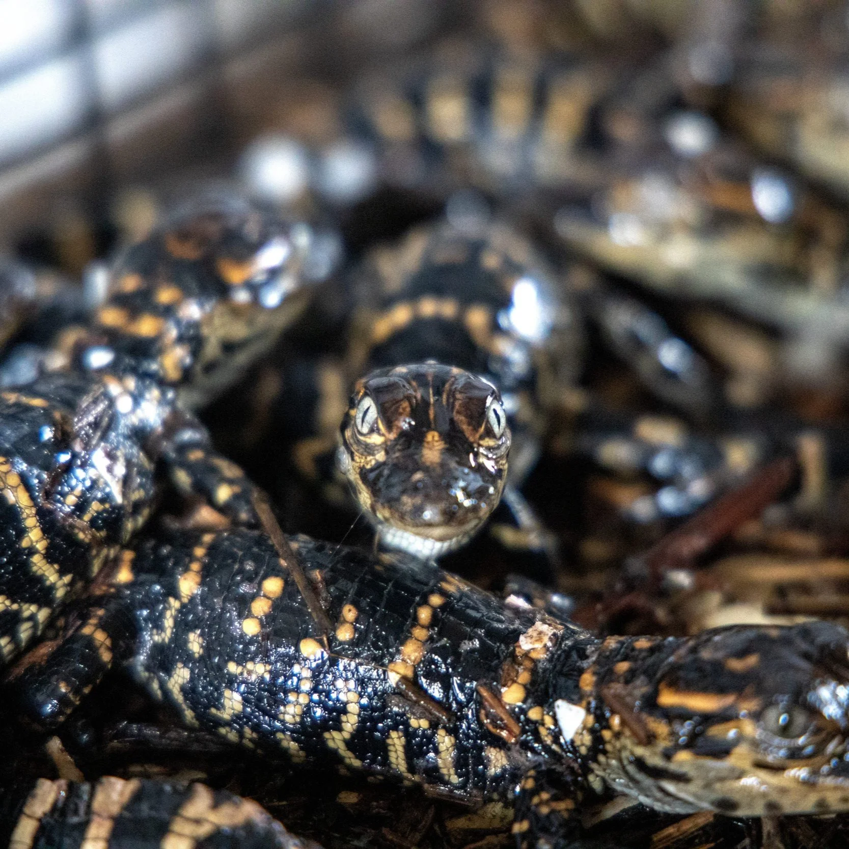 Did An Increase In Alligator Populations Lead To A Hunting Season Extension?