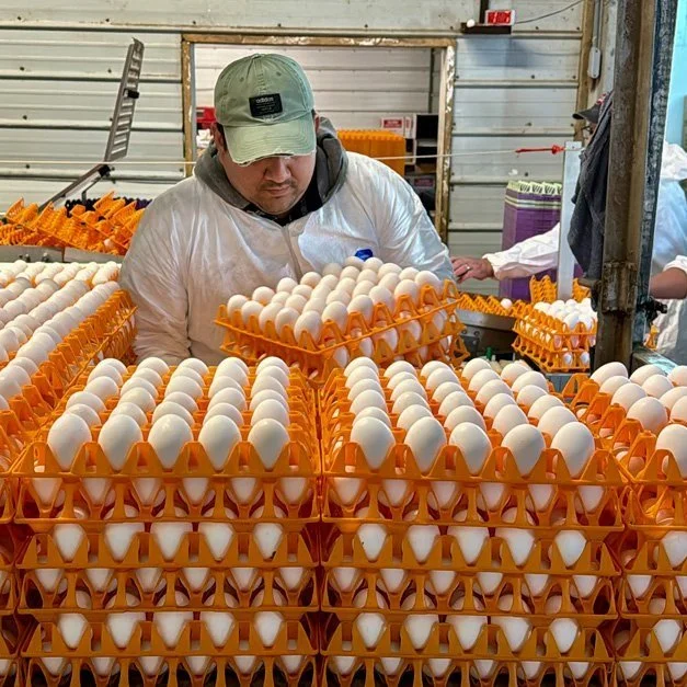 USDA Invests Up To $1 Billion to Combat Avian Flu and Reduce Egg Prices